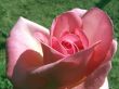 Pink rose