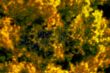 Fall Foliage back ground