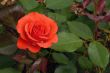 Solitary Rose