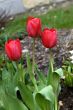Red Tulips