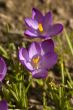 Spring Flowers