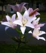 Day Lily