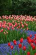 Tulip Fields