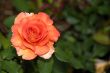 Solitary Rose
