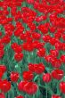 Tulip Fields