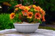 Flower Vase