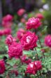 Rose Garden
