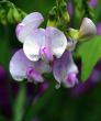 Sweet Pea