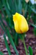 Yellow Tulips