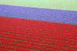 Tulip Fields
