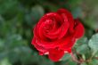 Solitary Rose