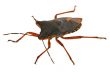 bug on white