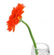single red gerbera