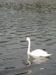 white swan on a lake