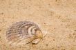 Clam Shell