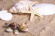 Sea Turtle