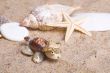 Sea Turtle