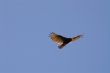 Turkey Vulture