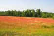 Spring Field