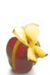 Butterfly Apple