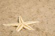 Starfish