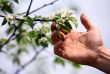 Apple tree blossoms