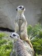 Meerkats