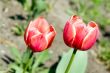 Two red tulips