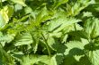 Green nettle
