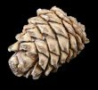 cedar cone