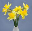 Bouquet of narcissuses