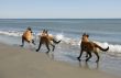 three malinois and the sea