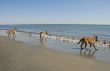 three young malinois on the beach