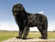 newfoundland dog