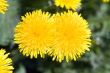 dandelions
