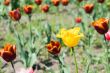 Yellow tulip