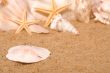 Sand Dollar