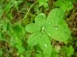 green leaves