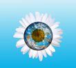 daisy globe