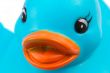Blue plastic duck