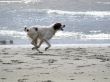 Dog running