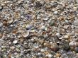 Shells texture