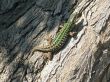 Lizard