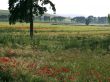 Rural landscape with poppies