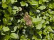 Speckled Wood