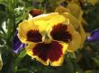 Spring flower