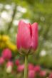 single red tulip