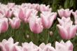 field of pink tulips