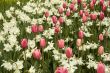 field of red tulips and white narcisses