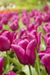 field of pink tulips
